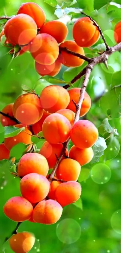 Vibrant orange apricots with green leaves.
