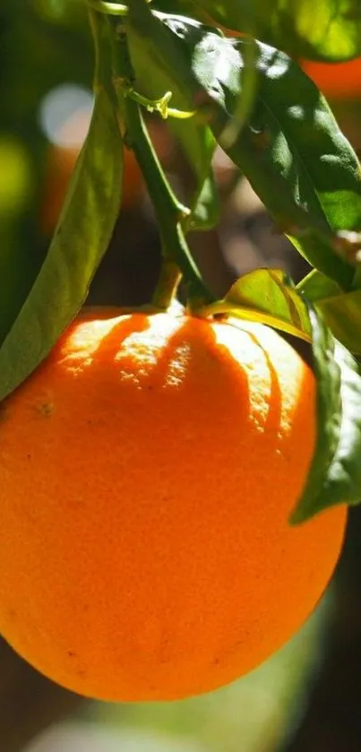 Vibrant orange fruit hanging among green leaves on a bright, sunny day.