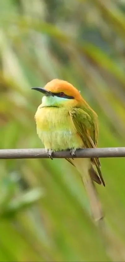 Orange-headed bird perched on a branch with a green background.