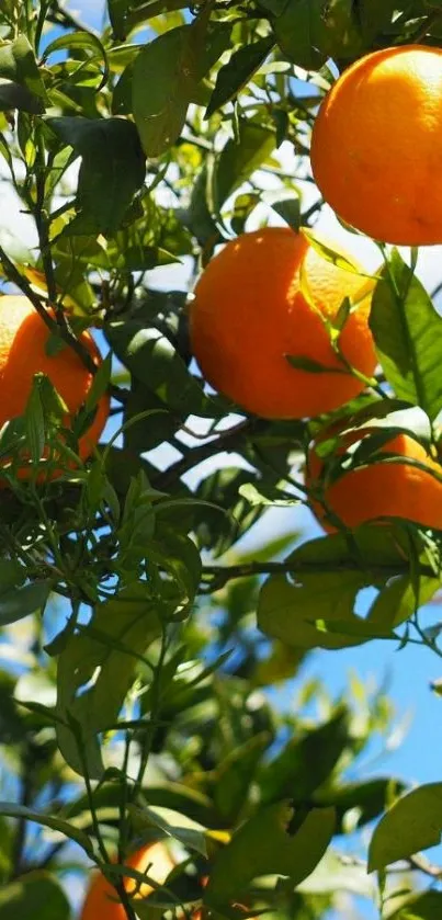 Orange grove with ripe fruits and green leaves under a bright blue sky.