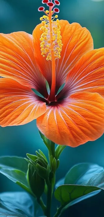 Vibrant orange hibiscus flower with teal background.
