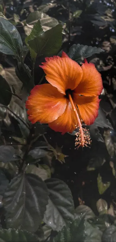 Vibrant orange hibiscus flower amidst lush green leaves.