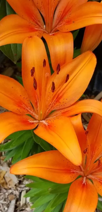 Orange lilies with green leaves on mulch background.