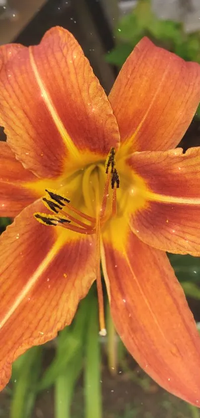 Vibrant orange lily flower with detailed petals and lush green leaves.