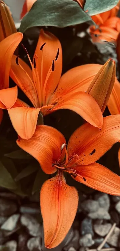 Vibrant orange lilies with green leaves, perfect for nature-themed wallpaper.