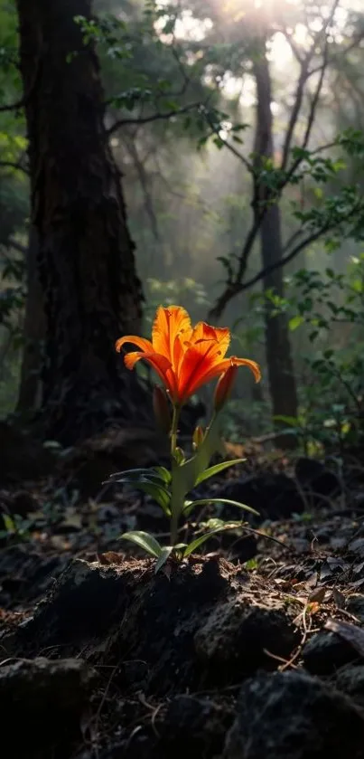 Radiant orange flower in a sunlit, misty forest setting.