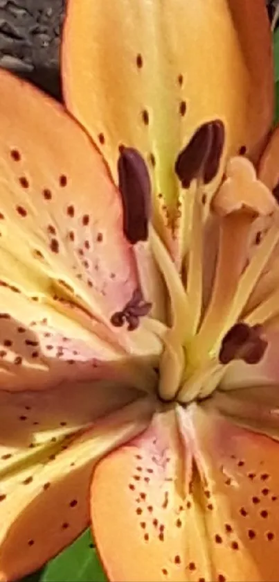 Vibrant orange lily with lush green leaves in sunlight.