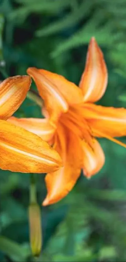 Orange lilies with green foliage on mobile wallpaper background.