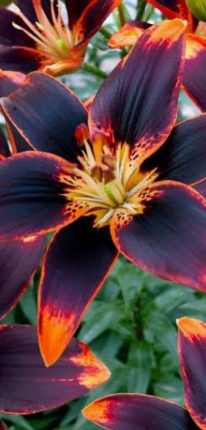 Vibrant orange lilies with dark petals.