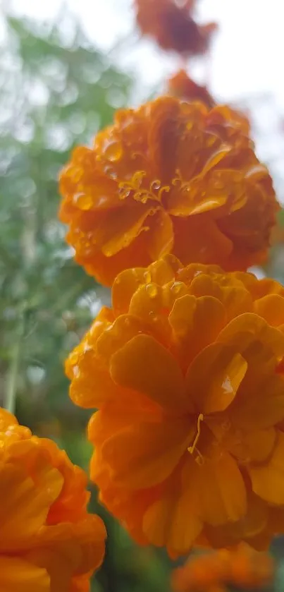 Close-up of vibrant orange marigolds with dew drops, capturing natural beauty.