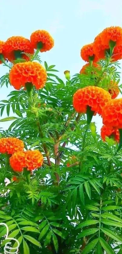 Vibrant orange marigold flowers with green leaves.