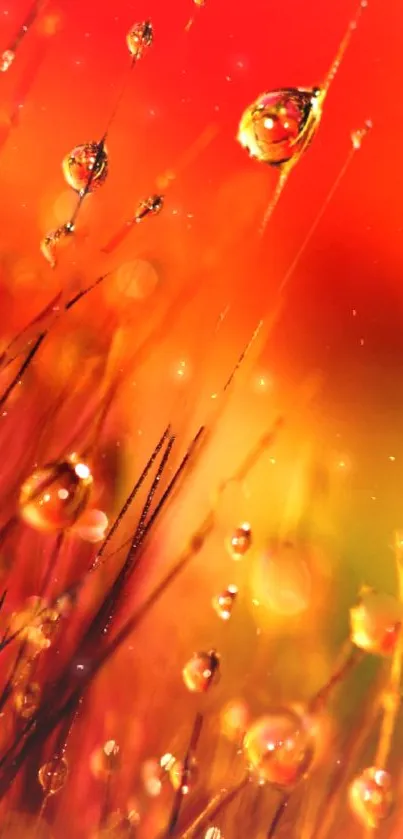 Vibrant orange wallpaper with glistening water droplets on foliage.