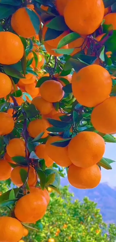 Lush orange orchard with hanging fruit