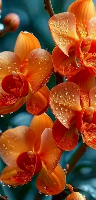 Dewy orange orchids in vibrant bloom.
