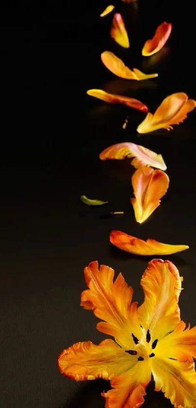 Orange flower petals on a dark background.