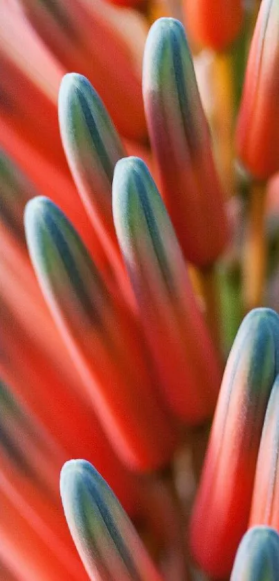 Close-up of vibrant orange petals with green tips creating a natural pattern.