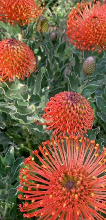 Vibrant orange Protea flowers with lush foliage.