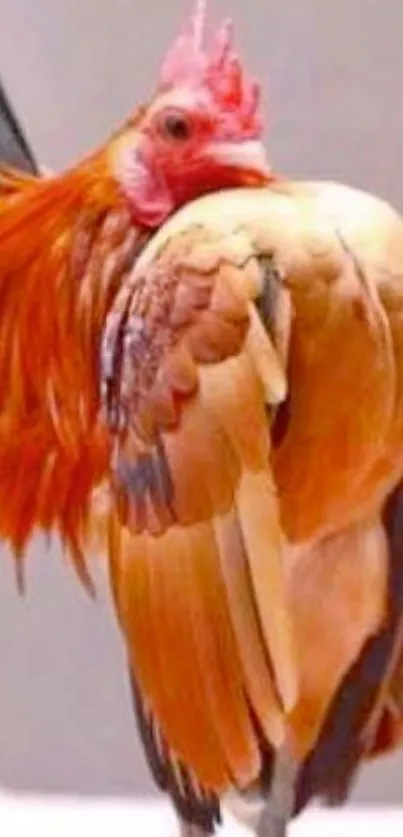 Vibrant orange rooster with detailed feathers.