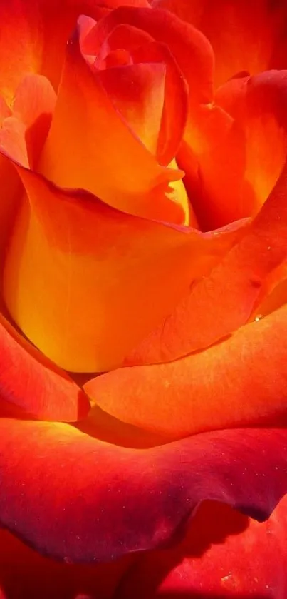 Close-up of a vibrant orange rose with rich, fiery petals in full bloom.