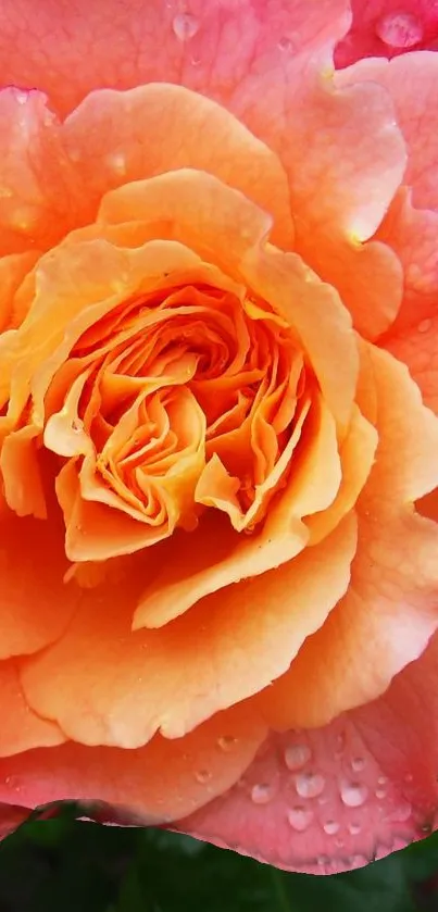 Vibrant orange rose with dewdrops on petals, ideal for mobile wallpaper.