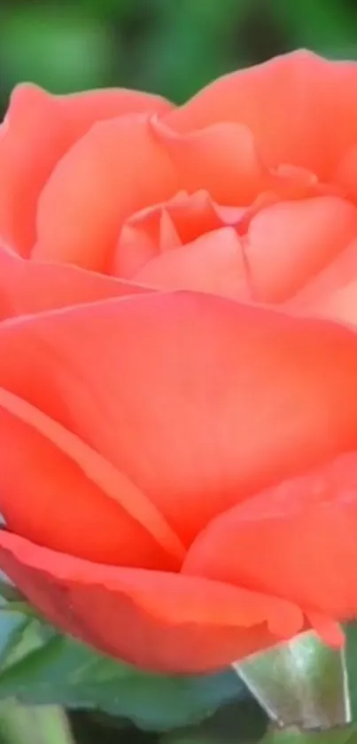 Vibrant orange rose bloom with green foliage.