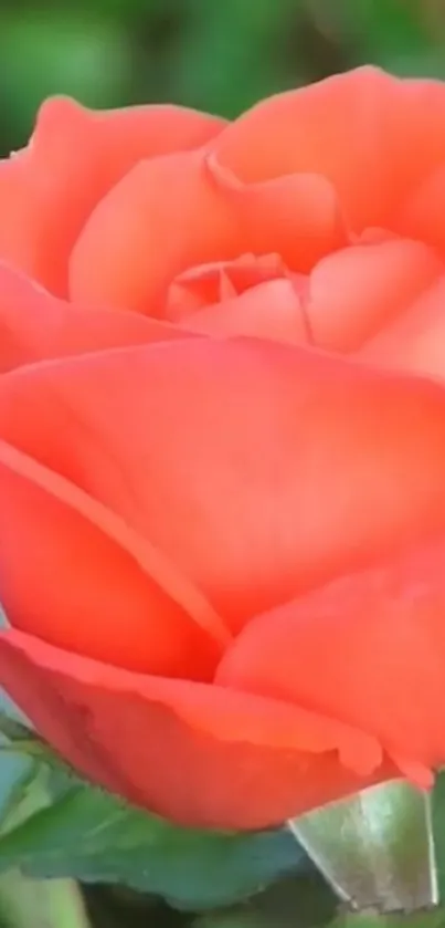 Close-up of a vibrant orange rose in full bloom, showcasing natural beauty.