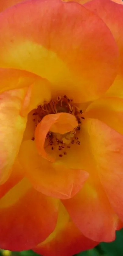 Close-up of a vibrant orange rose blossom.