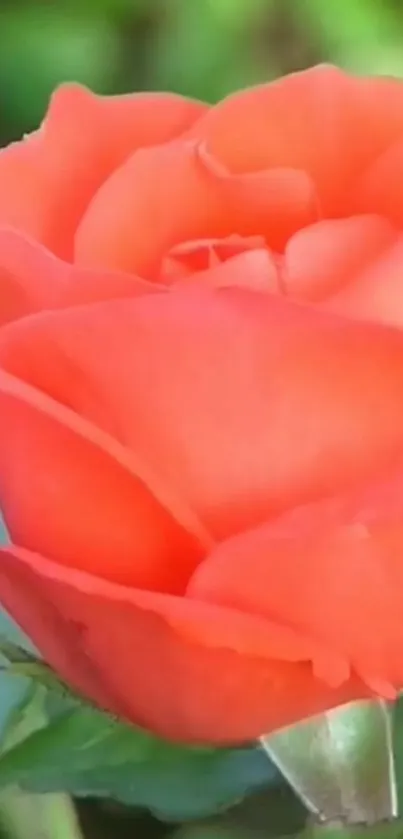 Vibrant orange rose in full bloom with green leaves.