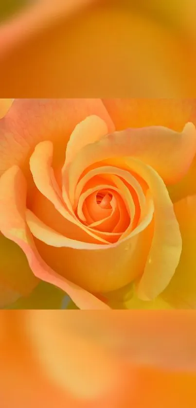 Vibrant orange rose close-up wallpaper for mobile screen.