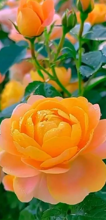 Orange roses with dewdrops in a lush garden setting.