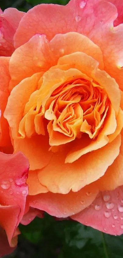 A vibrant orange rose blossom with dewdrops on petals.