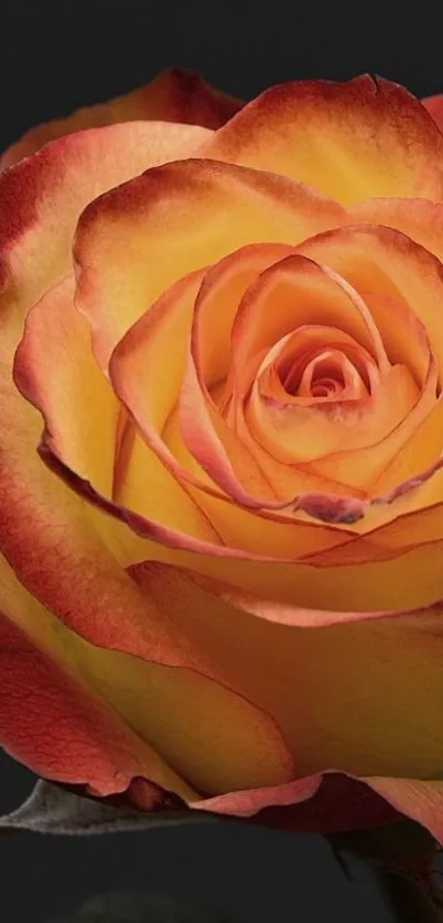 Elegant orange rose with vibrant petals on a dark background.