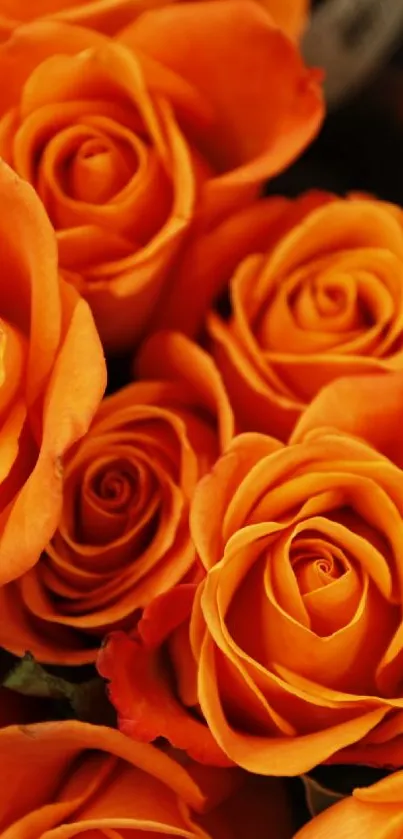 Vibrant orange roses create a vivid, warm floral wallpaper backdrop.