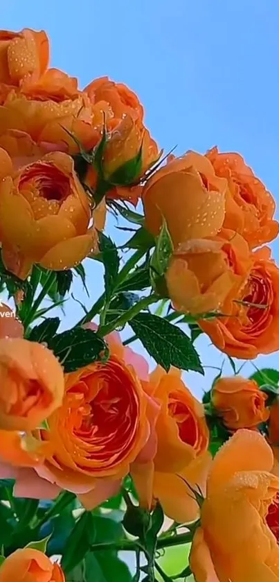 Vibrant orange roses with dew against a clear blue sky, perfect for mobile wallpaper.