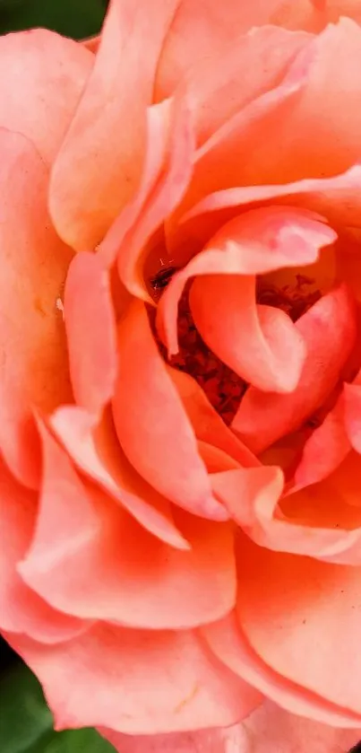 Close-up of vibrant orange rose petals, elegant floral wallpaper.