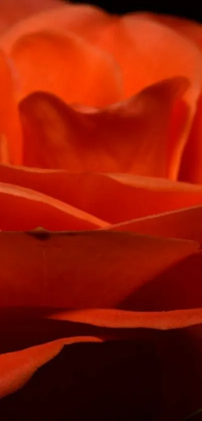 Close-up of vibrant orange rose petals in a stunning wallpaper.