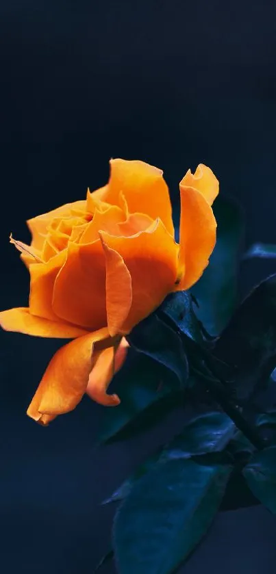 Vibrant orange rose in contrast against dark background.