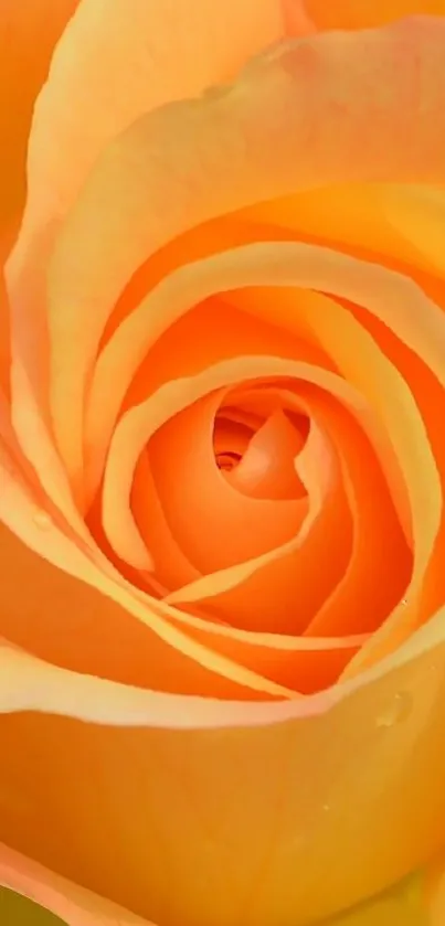 Close-up of a vibrant orange rose with glowing petals, perfect for a phone wallpaper.