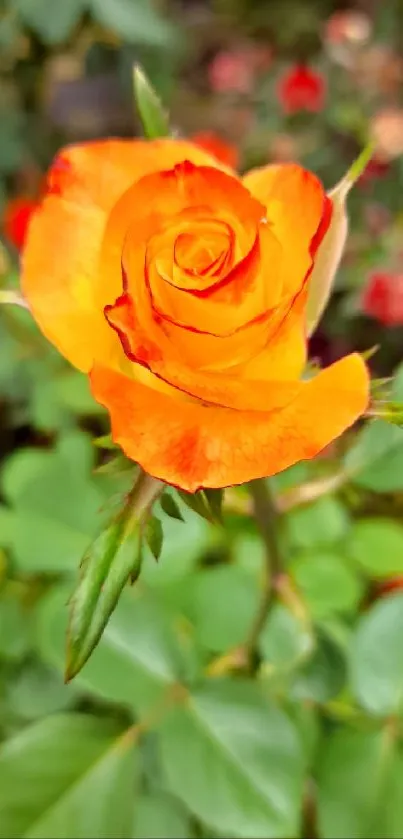 Vibrant orange rose with green leaves in garden setting.