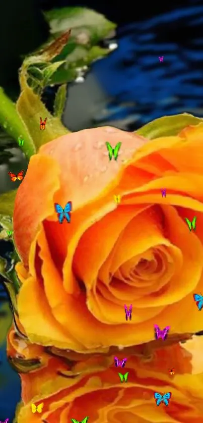 Orange rose with butterflies and water reflection wallpaper.