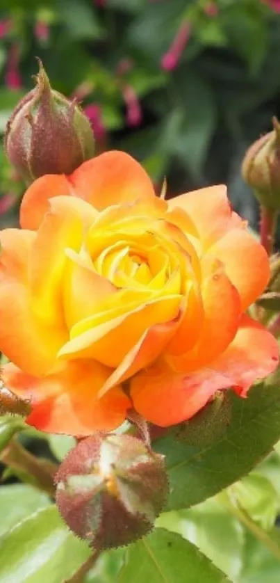 Bright orange rose in full bloom with green leaves background.