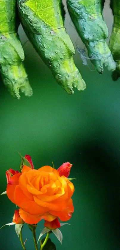 Contrast of orange rose with green leaf background.