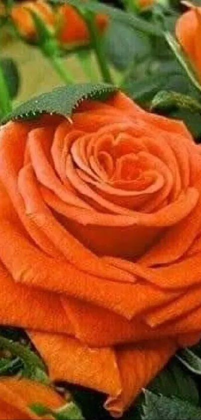 Vibrant orange rose with lush green leaves.