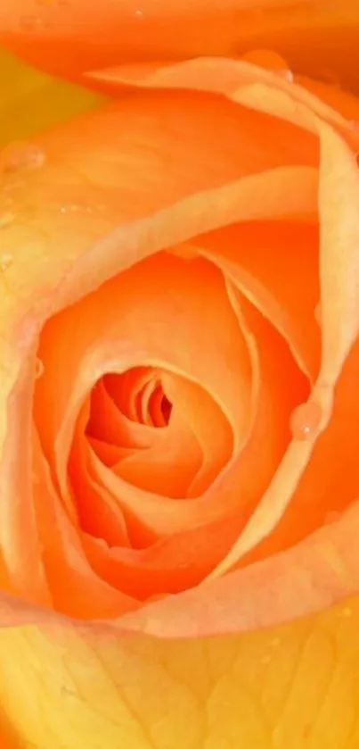 Close-up of a vibrant orange rose with dew drops, perfect for a nature-themed wallpaper.