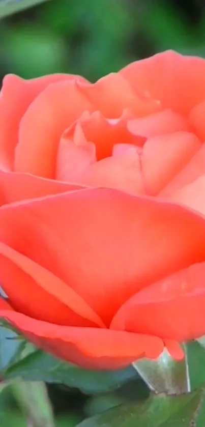 Close-up of a vibrant orange rose with green leaves in the background.