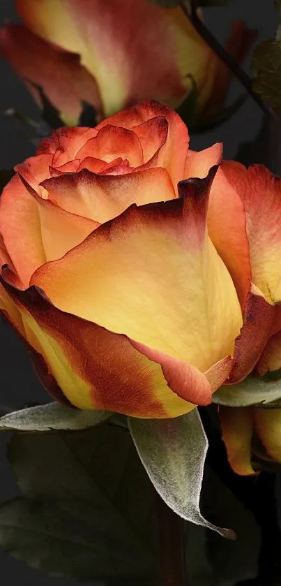 Vibrant orange rose with dark leaves for mobile wallpaper.