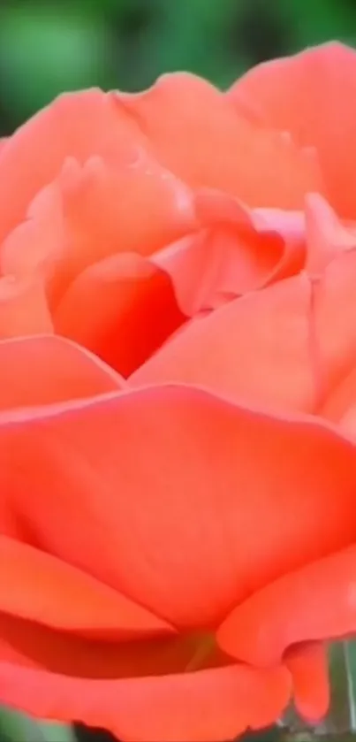 Vibrant orange rose with detailed petals in natural background.