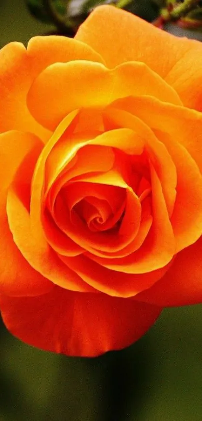 A vibrant orange rose in full bloom as a mobile wallpaper.