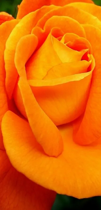 Vibrant close-up of an orange rose flower.