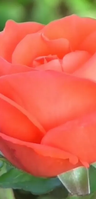 Close-up of a vibrant orange rose with green leaves.